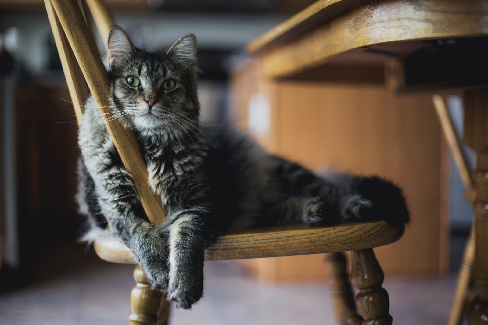 How to Choose the Best Cattery in Nelson: 8 Questions to Ask