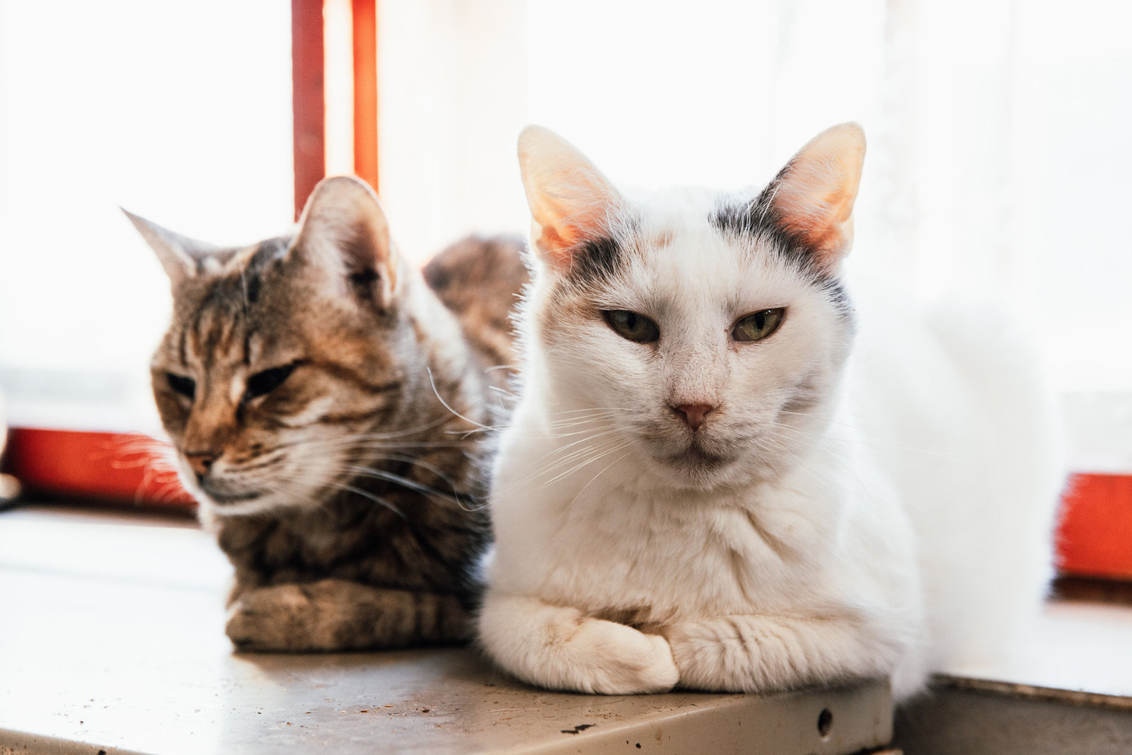 Should Your Cats Board Together? A Guide for Multi-Cat Families