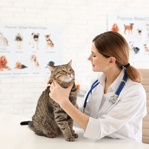 Common Cat Illnesses