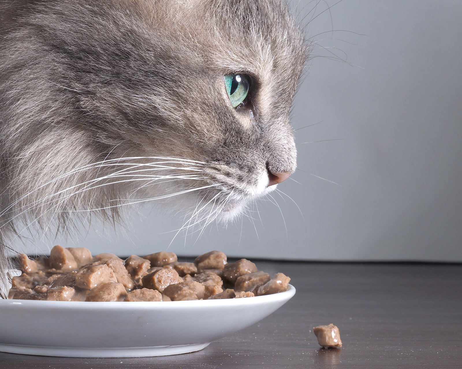 Cat Nutrition