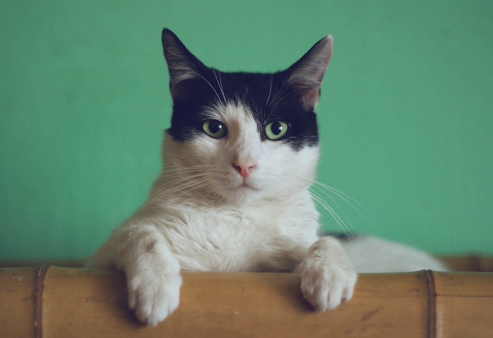 Cat Psychology