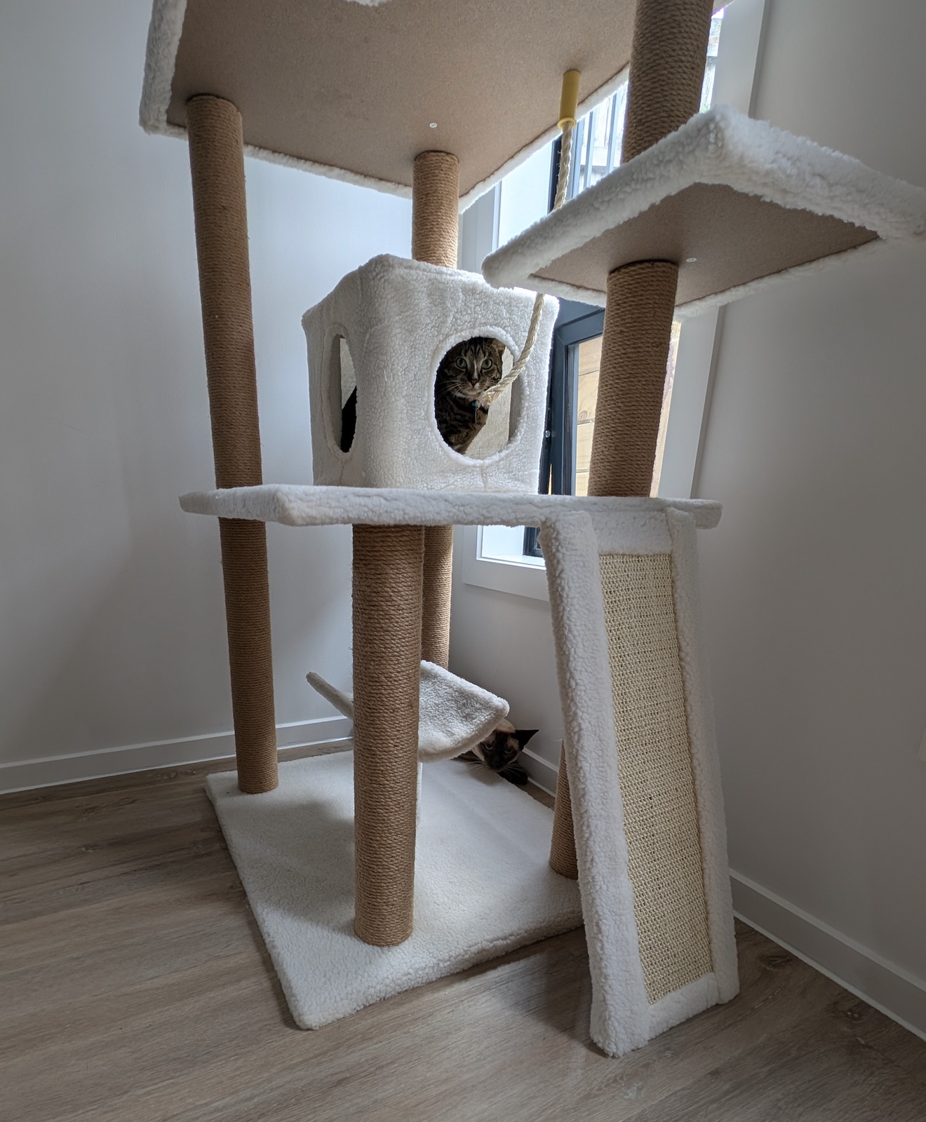 How to Reduce Stress for a Nervous Cat During Boarding