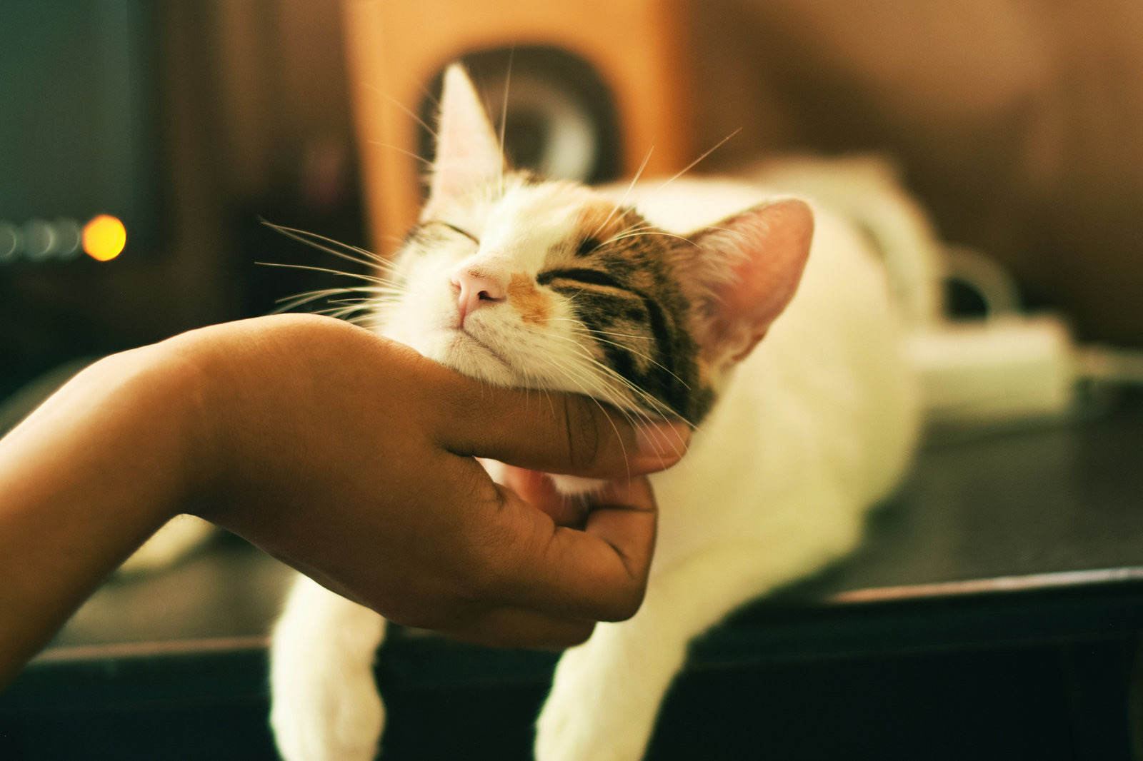 Practical Cat Care: From Daily Routines to Emergency Plans