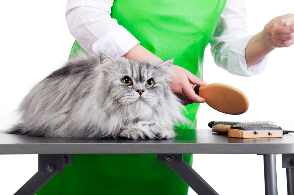 Cat Care Techniques and Services