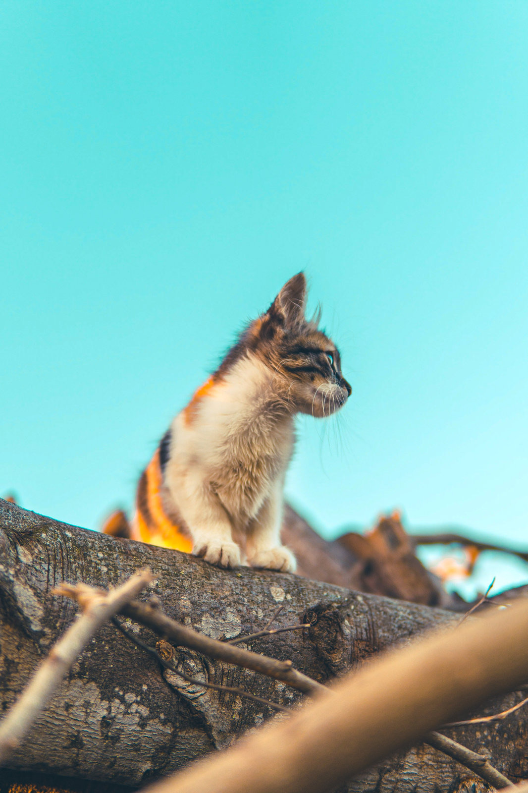 Cat Environmental Enrichment and Welfare