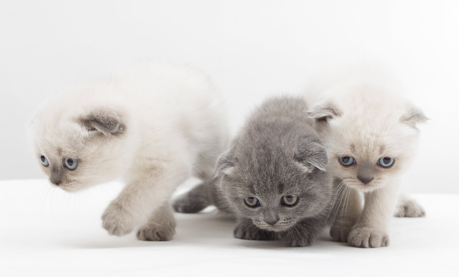 Cat Reproduction and Genetics