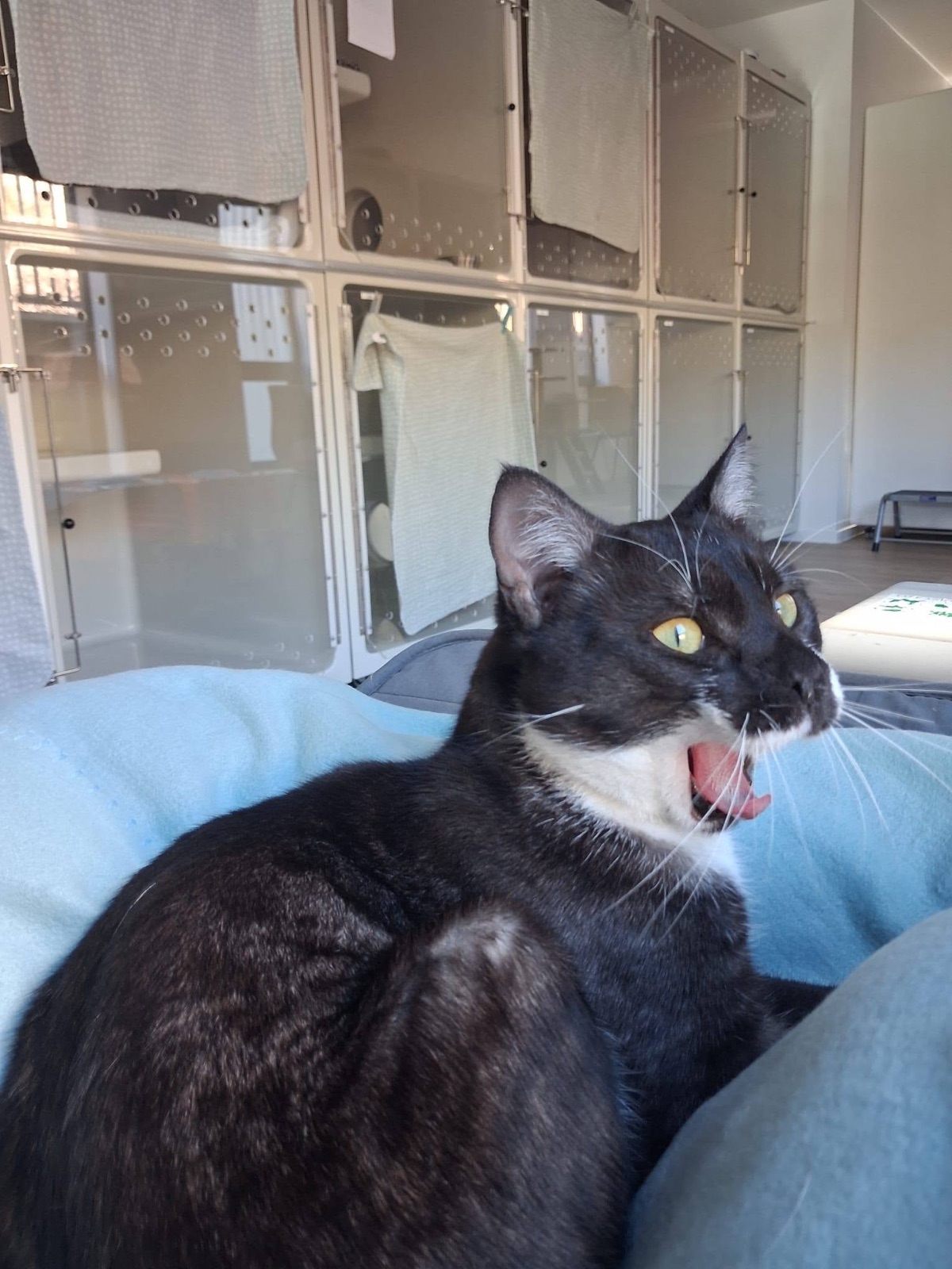 Such a relaxed Cat