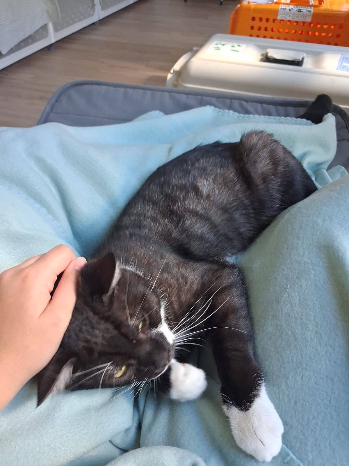 We Love to Play with Your Cat