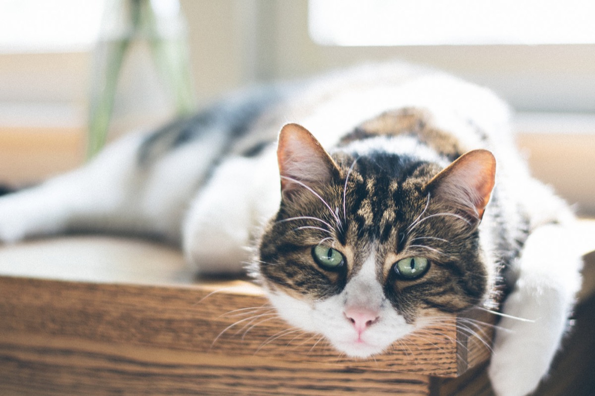 Cat Retreat